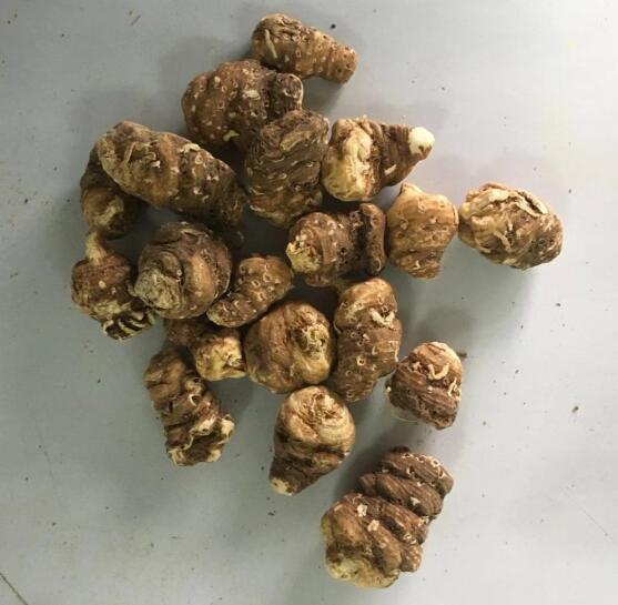 重樓(云南重樓) PARIDIS RHIZOMA